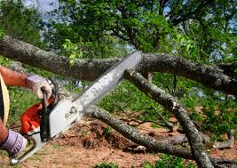 How Our Tree Care Process Works  in  Cameron, WI