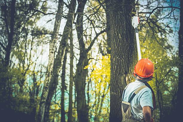 Leaf Removal in Cameron, WI