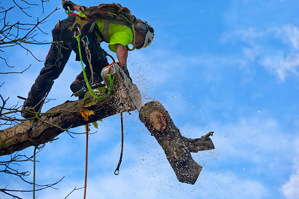 Best Tree Removal  in Cameron, WI